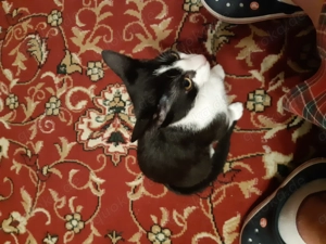 Katzenpärchen 8Monate