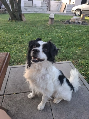 *EMIL* Ich bin lieb und brav, sozial zu Menschen und meinen Artgenossen, leider mit Handicap