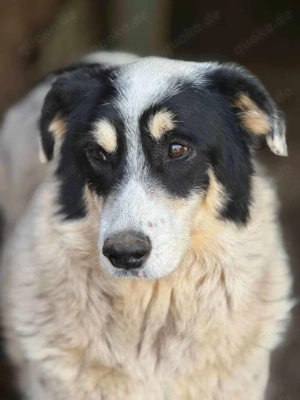 Milka ca. 52 cm   eine Seelenhündin