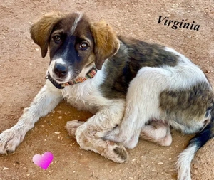 Süße VIRGINIA auf Körbchensuche