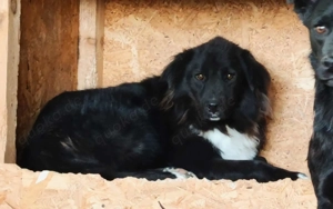 Dragos ca. 45 cm   der tapfere Vater