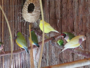 Prachtfinken,Gouldamadine,Kanarien