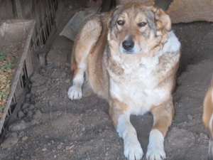 Gustl ca. 53 cm   der Charmeur