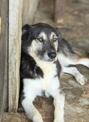 Amos ca. 45 cm   der Neugierige