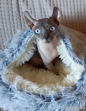 Deckkater Sphynx  Elf-Max
