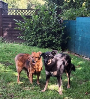 Josey und Benny suchen ein Zuhause