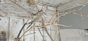 Halsbandsittiche, Princen, Bourkesittiche,Kanarien und Zebrafinken 