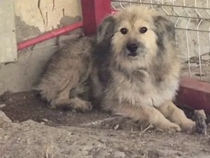 Roben braucht ein richtiges Zuhause für immer Bild 8