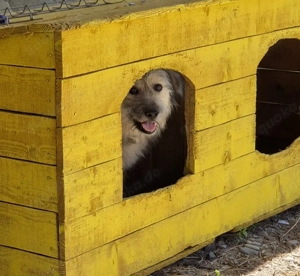 Roben braucht ein richtiges Zuhause für immer Bild 6