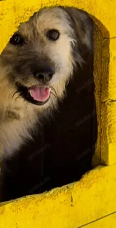 Roben braucht ein richtiges Zuhause für immer Bild 7