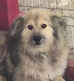 Roben braucht ein richtiges Zuhause für immer