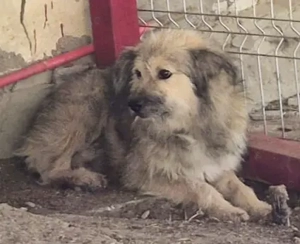 Roben braucht ein richtiges Zuhause für immer Bild 9