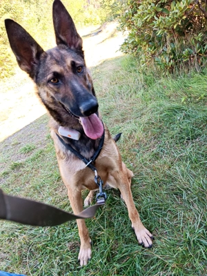 Ina sucht ein Zuhause auf PS in 04849 Bad Düben