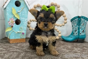 Yorkshire Terrier