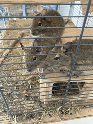 Degu 3 Männchen als Gruppe - Junge Babys drei Degus Gruppe Familie Vater Brüder braun agouti 