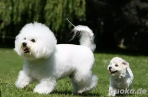  unsere Bischon sucht neue liebe familie