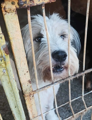 Maddie ca. 60 cm   sucht ihre Menschen