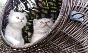 Zwei kleine Schokopralinen suchen ihr Zuhause