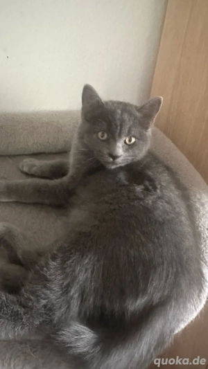 Süße British europäisch Kurzhaar Kitten 14wo . alt 