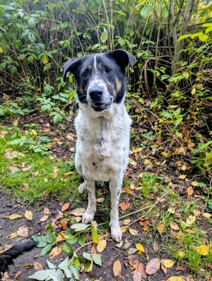 Tiger, auf der Suche nach dem Glück  Bild 5