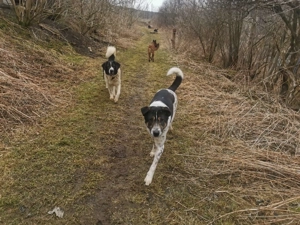 Tiger, auf der Suche nach dem Glück  Bild 9