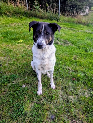 Tiger, auf der Suche nach dem Glück  Bild 12