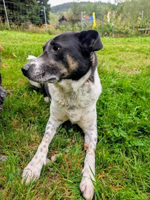 Tiger, auf der Suche nach dem Glück  Bild 11