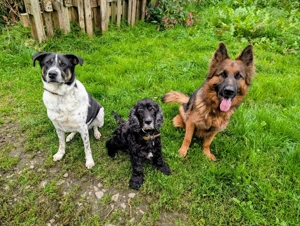 Tiger, auf der Suche nach dem Glück  Bild 10