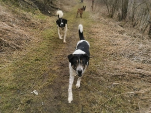 Tiger, auf der Suche nach dem Glück  Bild 13