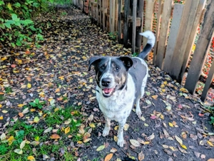 Tiger, auf der Suche nach dem Glück  Bild 17