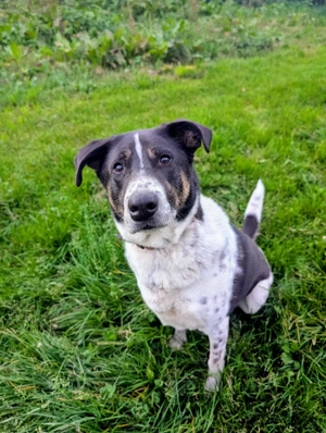 Tiger, auf der Suche nach dem Glück  Bild 3