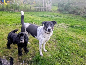 Tiger, auf der Suche nach dem Glück  Bild 15