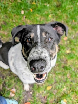 Tiger, auf der Suche nach dem Glück  Bild 2