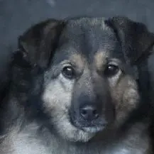 Hedie ca. 40 cm   Hat sich zurückgezogen