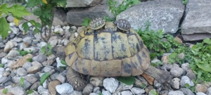 Griechische Landschildkröte NZ 2025 THB Testudo hermanni boettgeri Bild 5