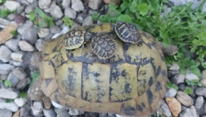 Griechische Landschildkröte NZ 2025 THB Testudo hermanni boettgeri Bild 4