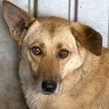 Lilly K ca. 50 cm   die Treue