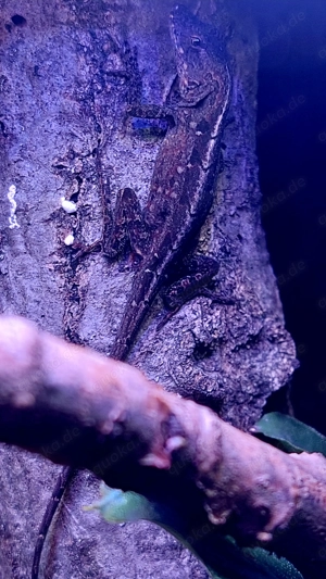 Bahama Anolis (Norops sagrei)