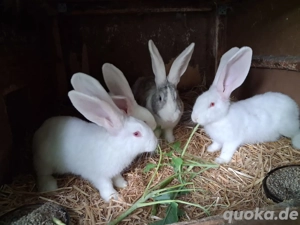 Kaninchen 