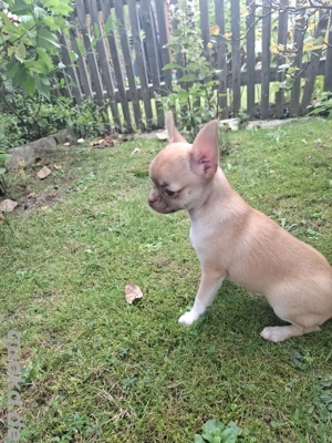 Chihuahua Welpen Rüden abzugeben 