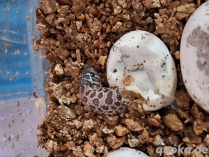 Heterodon nasicus Jungtiere abzugeben 