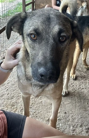 Leopold ca. 46 cm   drängt sich nicht in den Vordergrund
