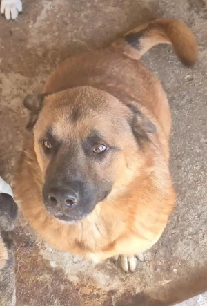 Clive ca. 55 cm   sehnt sich nach Zuneigung