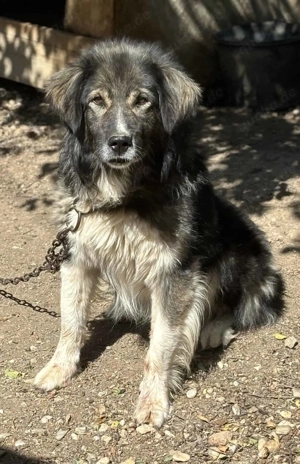 Zora B ca. 55 cm   braucht erfahrene Menschen