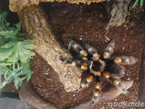 Brachypelma hammorii