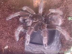 Pamphobeteus sp platyomma