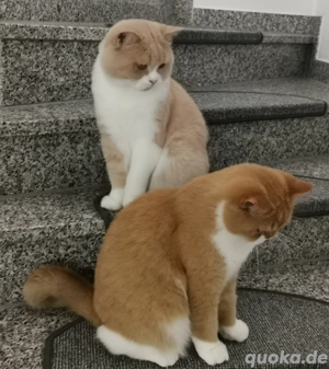 BKH britisch Kurzhaar Katerchen rot weiß kastriert  Bild 8