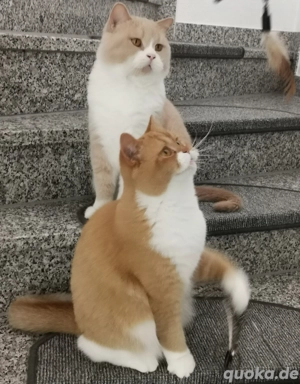 BKH britisch Kurzhaar Katerchen rot weiß kastriert  Bild 9