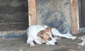 Freya F ca. 50 cm   die zarte Seele