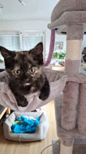 Kleines weibliches Kätzchen 